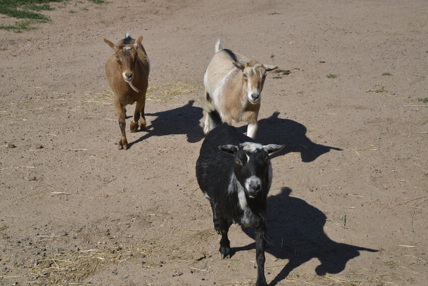 Goats at Sky View Farm in Castle Rock.
